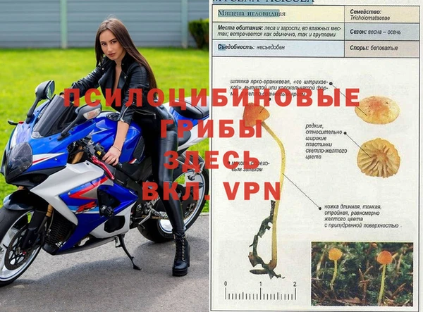 ГАЛЛЮЦИНОГЕННЫЕ ГРИБЫ Нефтекумск