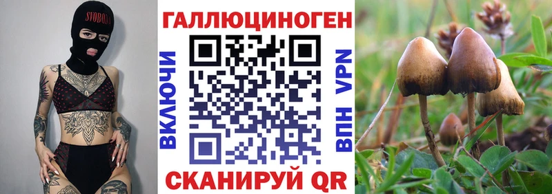 OMG маркетплейс Уссурийск мориарти официальный сайт Псилоцибиновые грибы Psilocybe